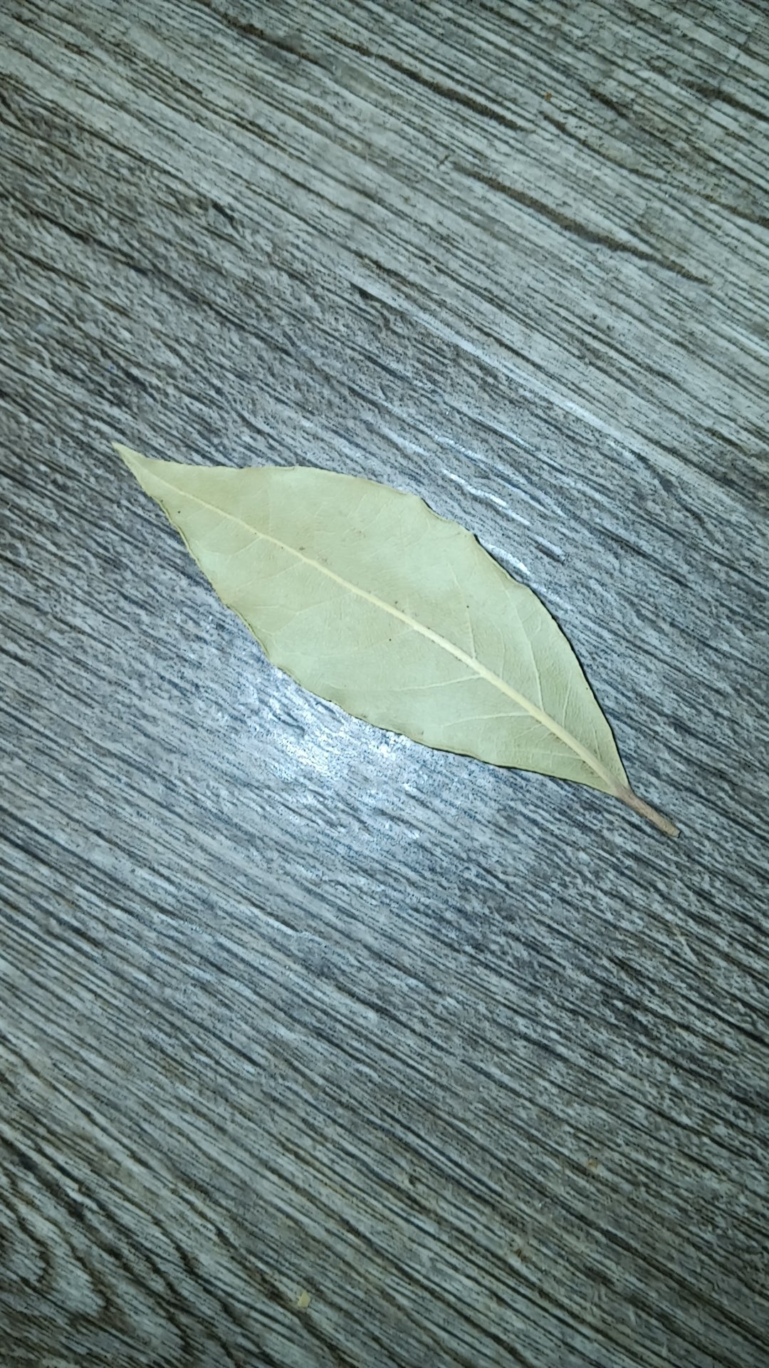 Bay Leaf